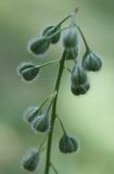 Circaea lutetiana подвид quadrisulcata. Верхушка соплодия. Алтай, окр. пос. Манжерок, 26.08.2009.