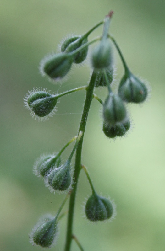 Изображение особи Circaea lutetiana ssp. quadrisulcata.