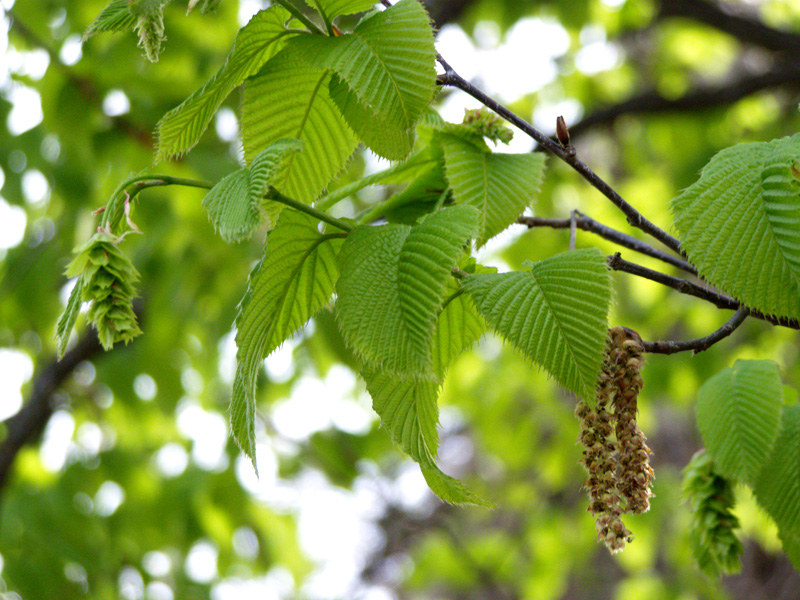 Изображение особи Carpinus cordata.