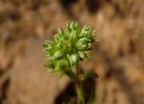 Scleranthus polycarpos. Соцветие. Новгородская обл., Боровичский р-н, западнее г. Боровичи, у грунтовой дороги между сосновым лесом и лугом. 31.05.2015.