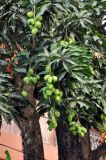 Mangifera indica . Ветви дерева с незрелыми плодами. Андаманские острова, Порт-Блэр, в культуре. 29.12.2014.