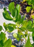 Scaevola taccada. Верхушка ветви цветущего растения. Андаманские острова, остров Хейвлок, песчаный пляж. 02.01.2015.