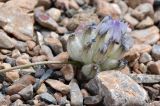 Astragalus nivalis