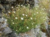 Minuartia helmii