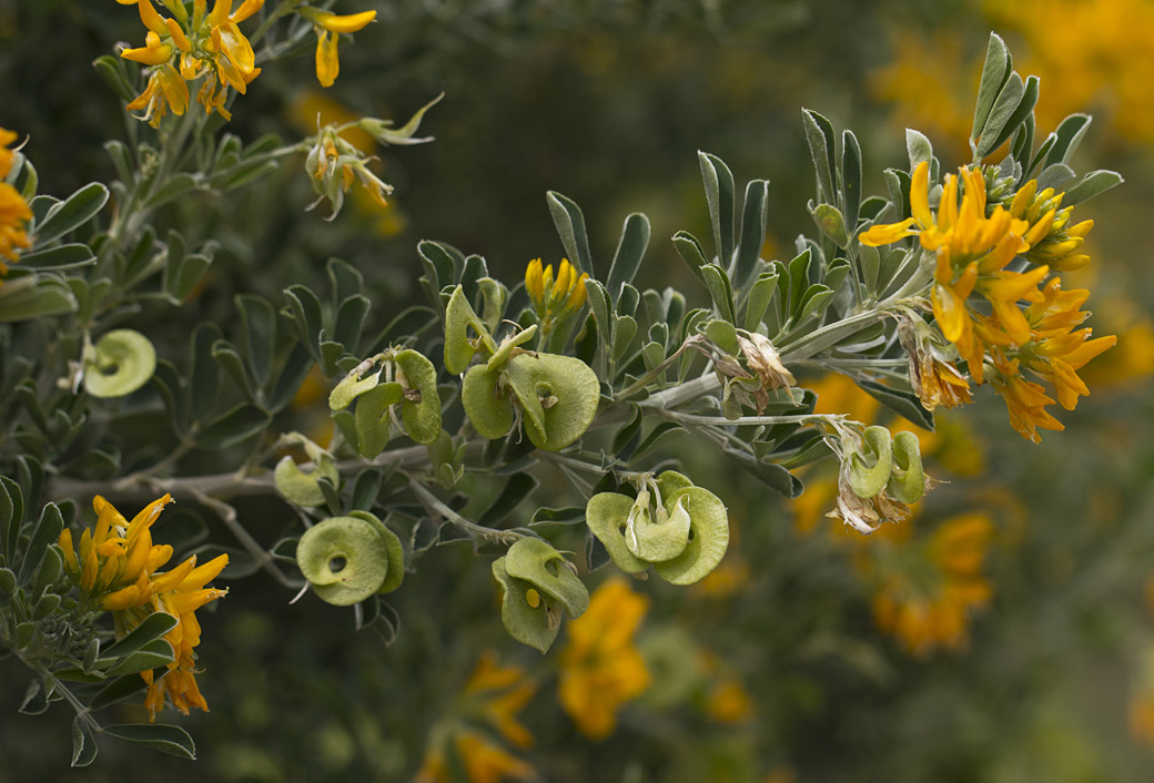 Изображение особи Medicago arborea.