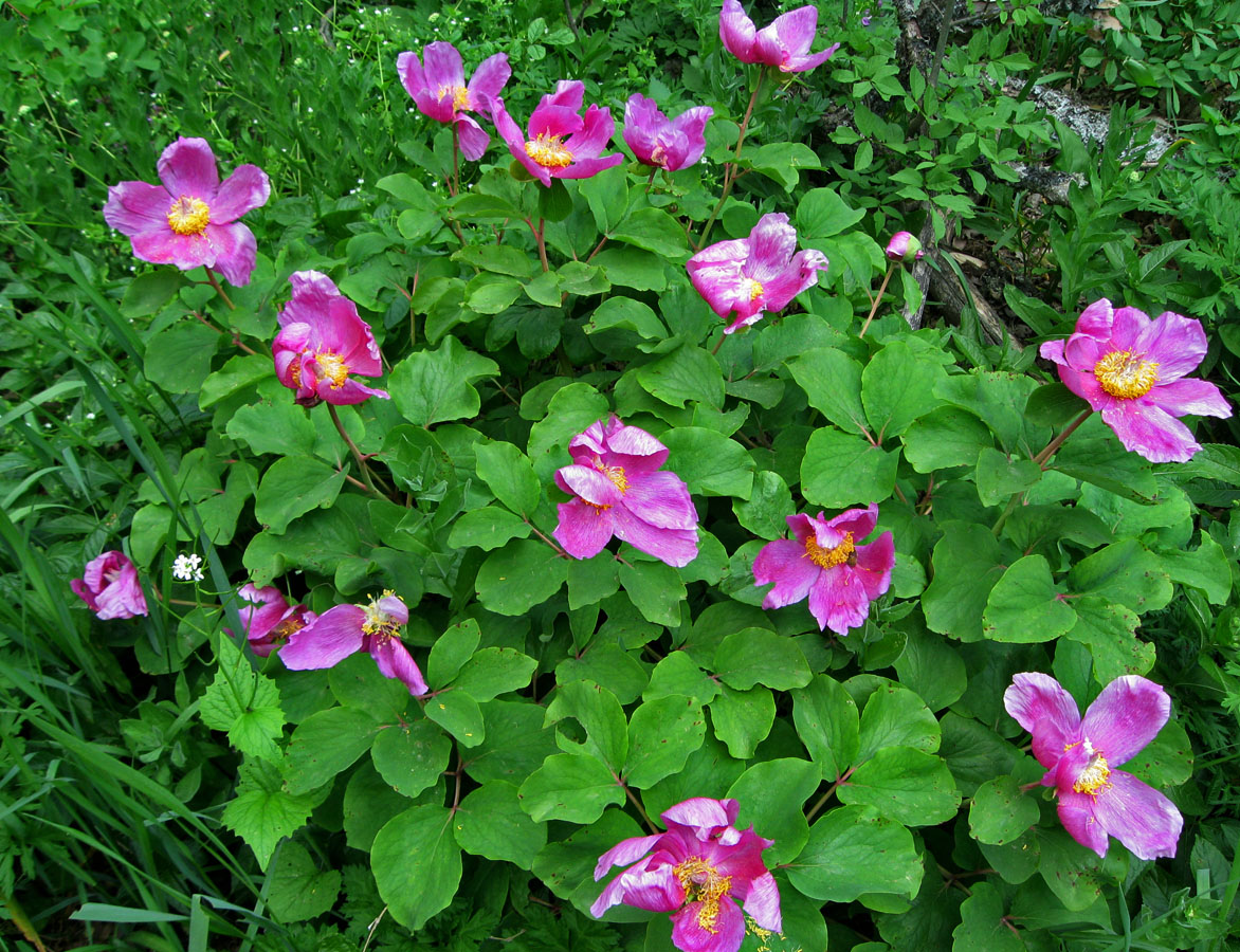 Изображение особи Paeonia daurica.