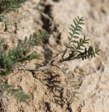 Astragalus austriacus. Часть побега. Украина, Днепропетровская обл., Криворожский р-н, окр. с. Широкое, борт канавы, склон балки. 06.04.2016.