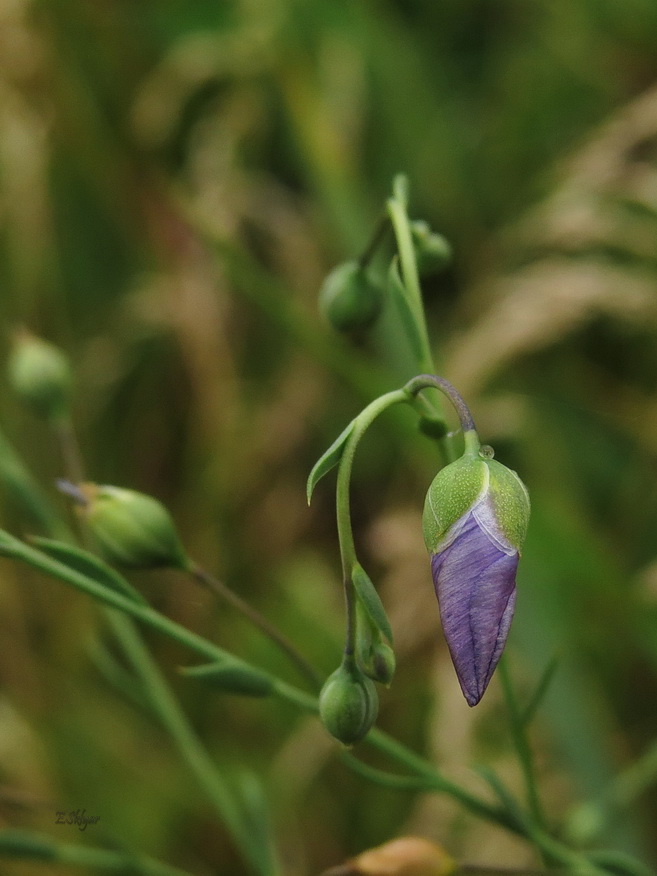 Изображение особи Linum perenne.