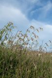 Silene nutans