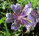 Geranium renardii. Цветок. Кабардино-Балкария, Эльбрусский р-н, долина р. Ирик, ок. 2600 м н.у.м. 13.07.2016.