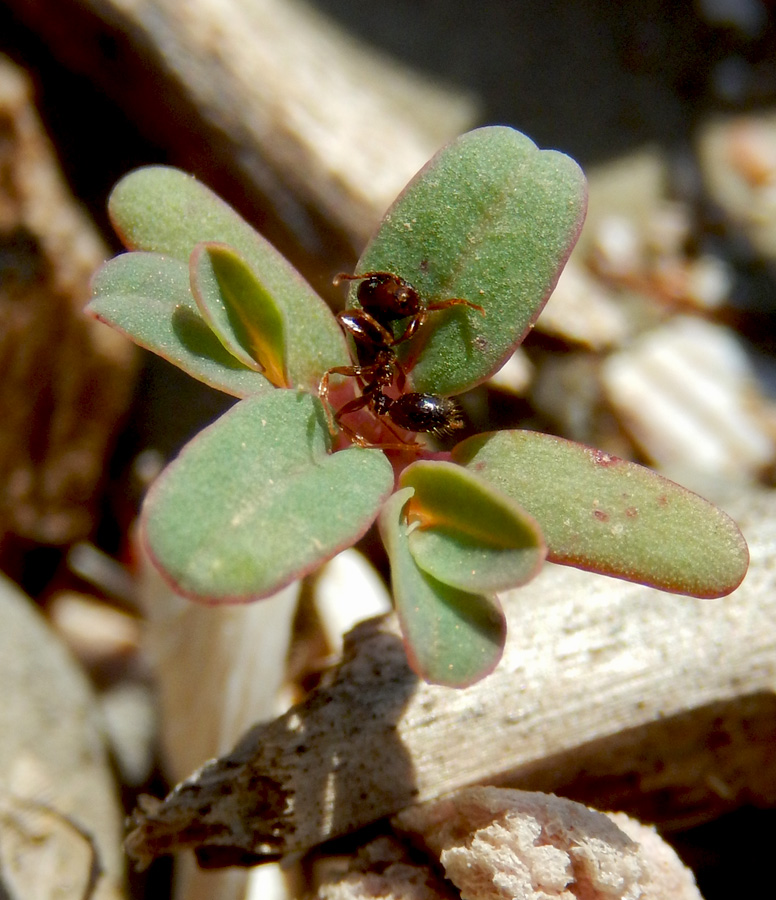 Image of Euphorbia peplis specimen.