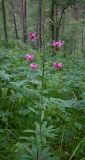 Lilium pilosiusculum