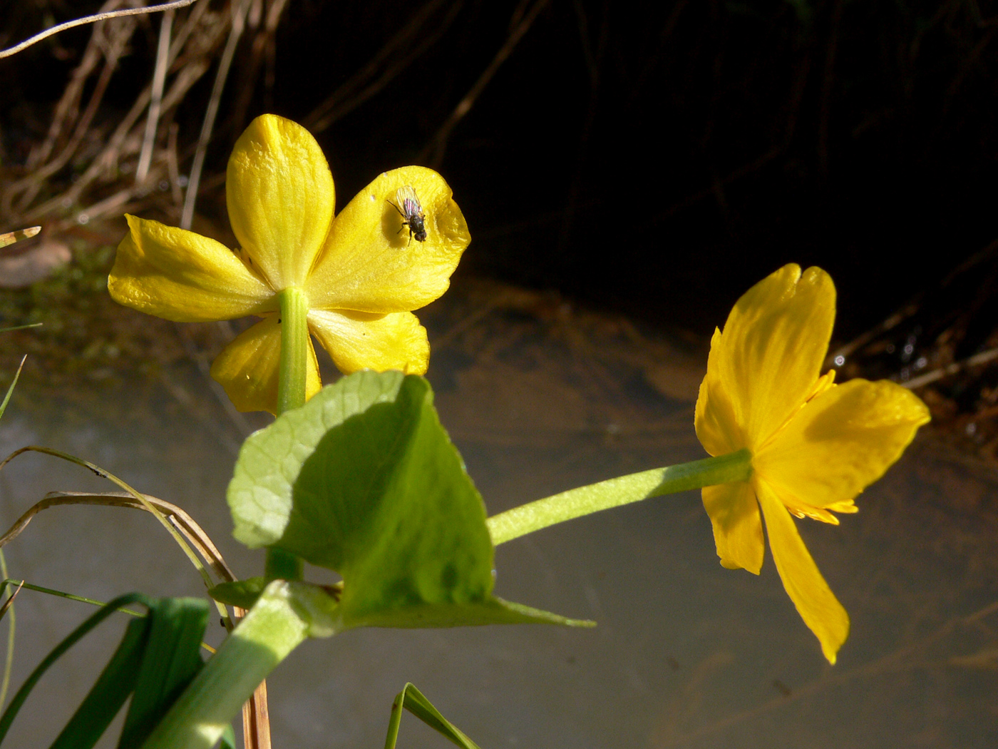 Изображение особи Caltha palustris.