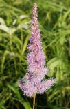 Astilbe chinensis. Соцветие. Амурская обл., Бурейский р-н, левый берег р. Бурея в 2-3 км ниже Нижебурейской ГЭС, под ЛЭП. 18.07.2016.