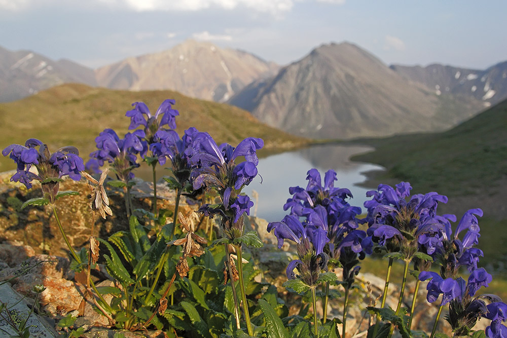 Изображение особи Dracocephalum grandiflorum.