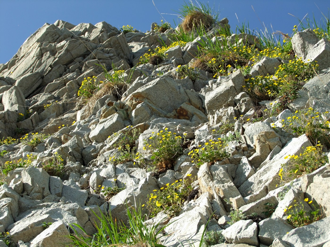 Image of Potentilla fragiformis specimen.