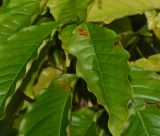 Coffea arabica