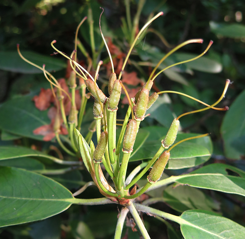 Изображение особи Rhododendron fauriei.