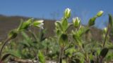 Cerastium brachypetalum subspecies tauricum. Верхушки цветущих растений. Краснодарский край, м/о г. Новороссийск, гора Рябкова, скальное обнажение. 16.04.2017.