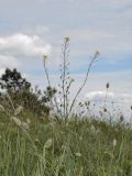 Camelina pilosa