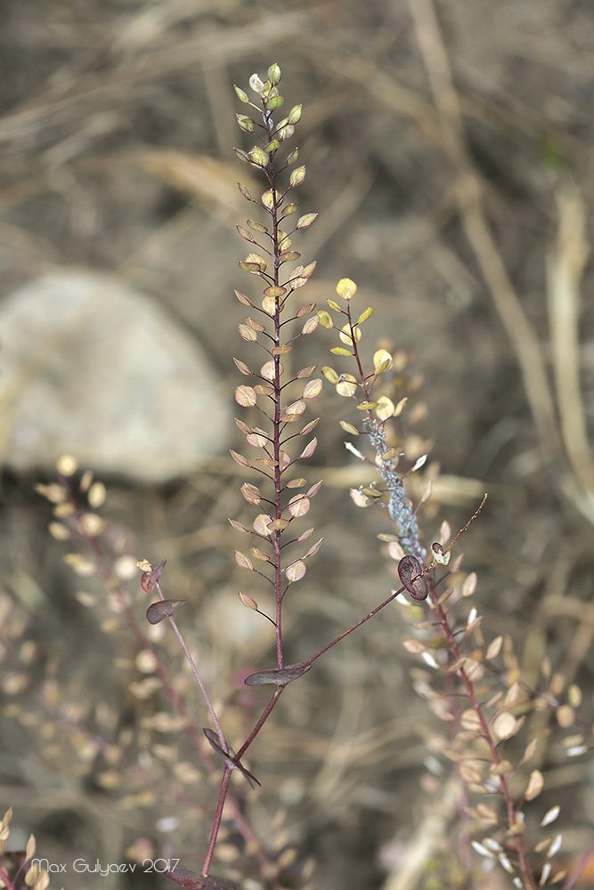 Изображение особи Lepidium perfoliatum.