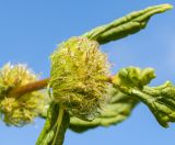 Phlomoides tuberosa