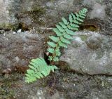 Polystichum braunii