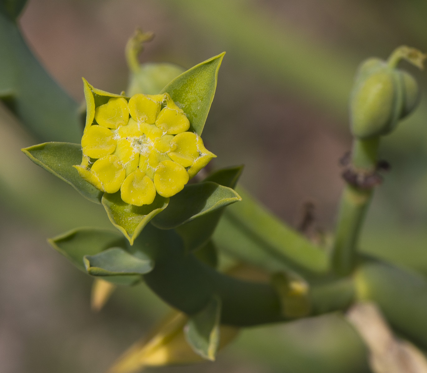 Изображение особи Euphorbia mauritanica.