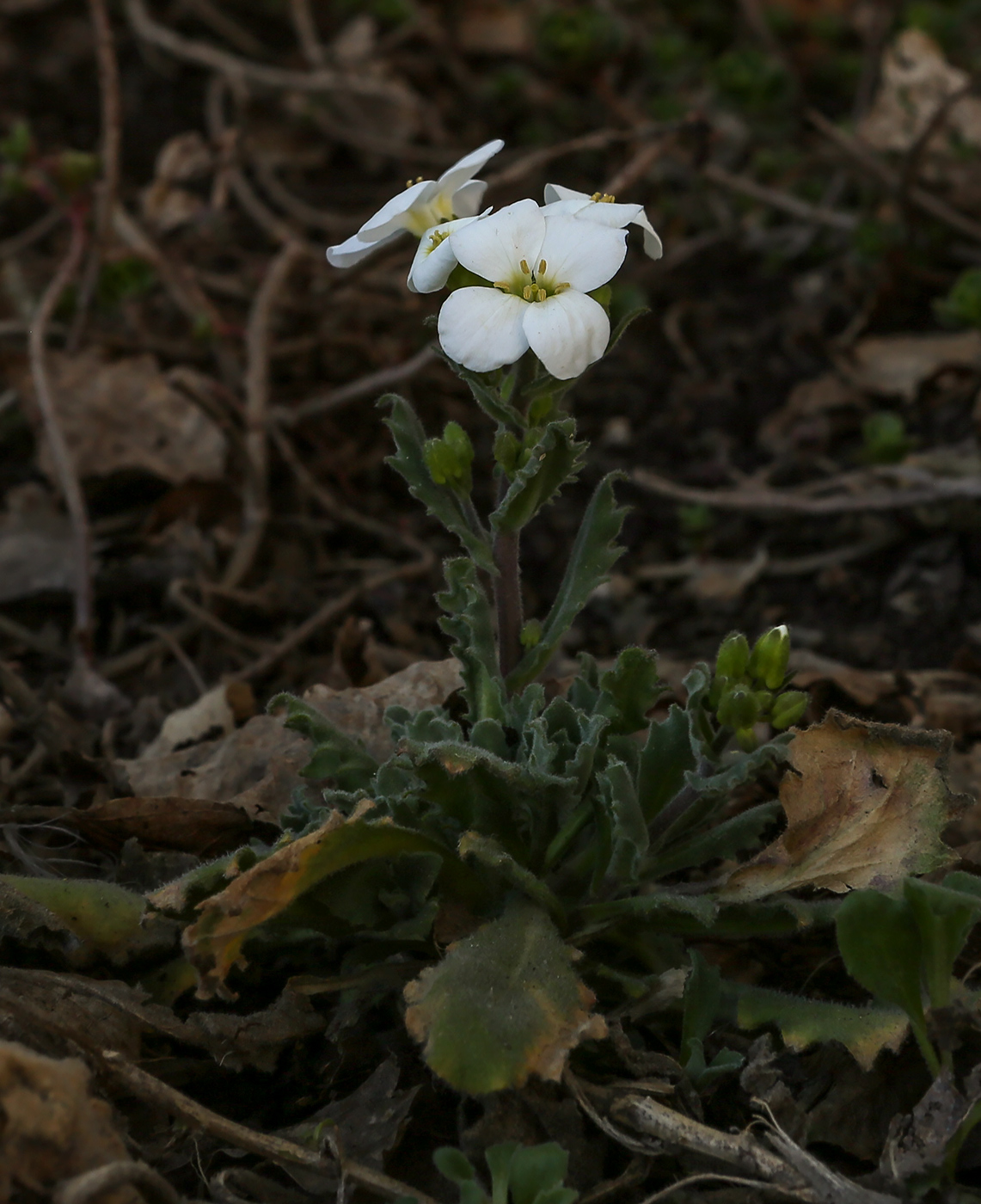 Изображение особи Arabis caucasica.