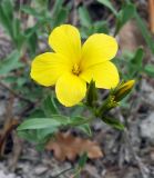 Linum tauricum