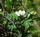 Rosa spinosissima