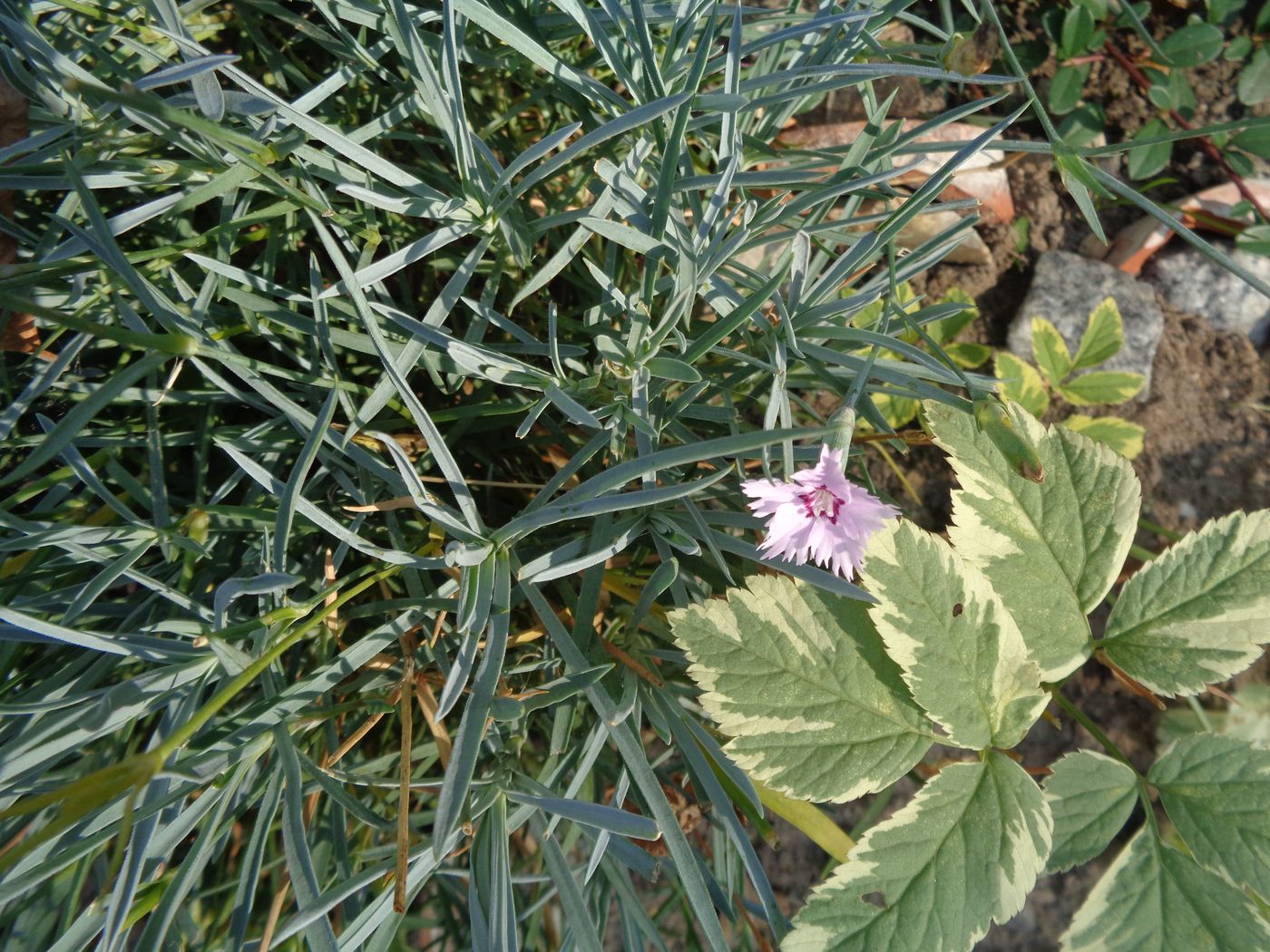 Изображение особи Dianthus plumarius.