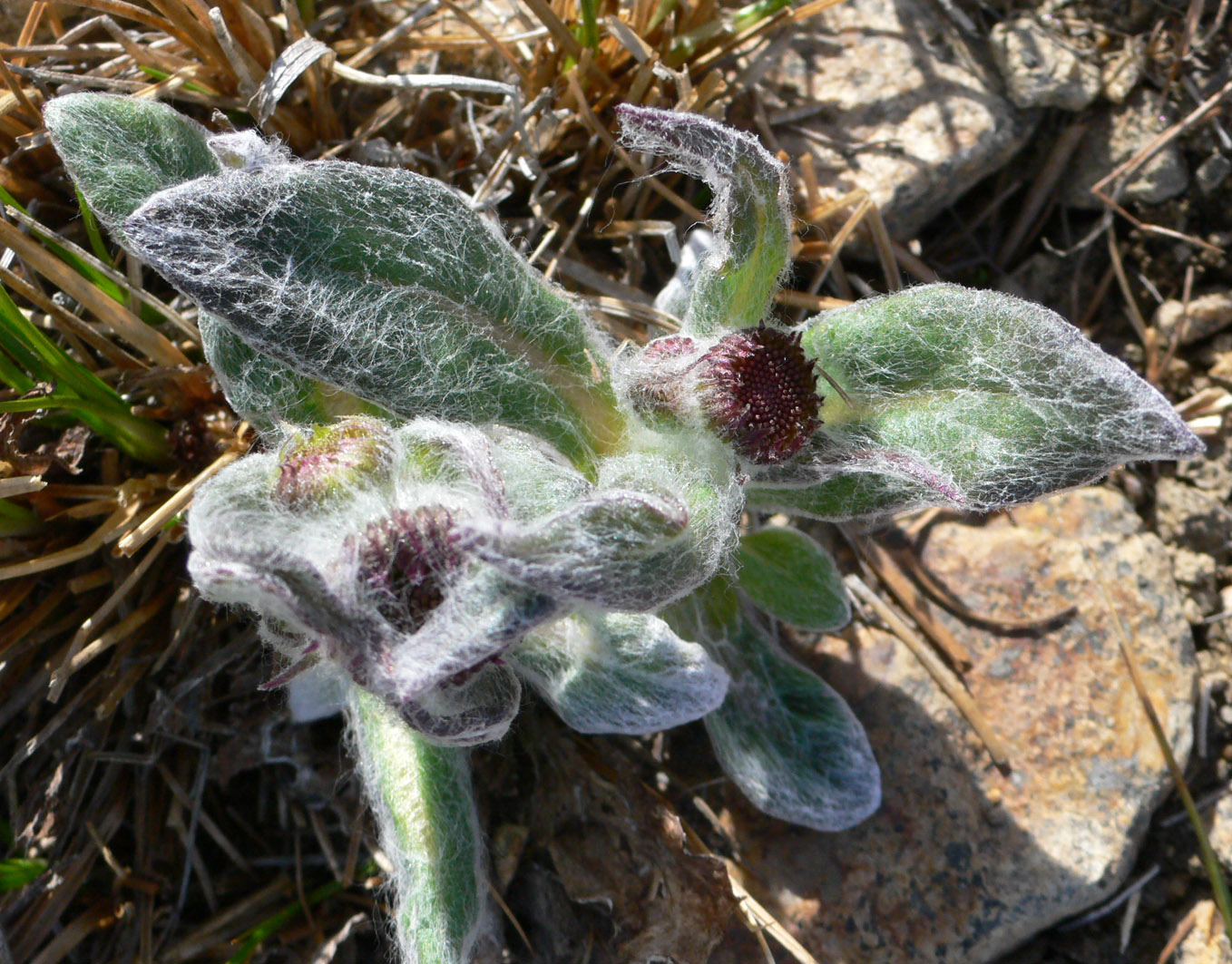 Image of Tephroseris pseudoaurantiaca specimen.