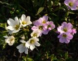 Claytonia acutifolia. Цветки. Чукотка, Чаунский р-н, г. Певек, зеленая зона между микрор-нами. 18.06.2018.