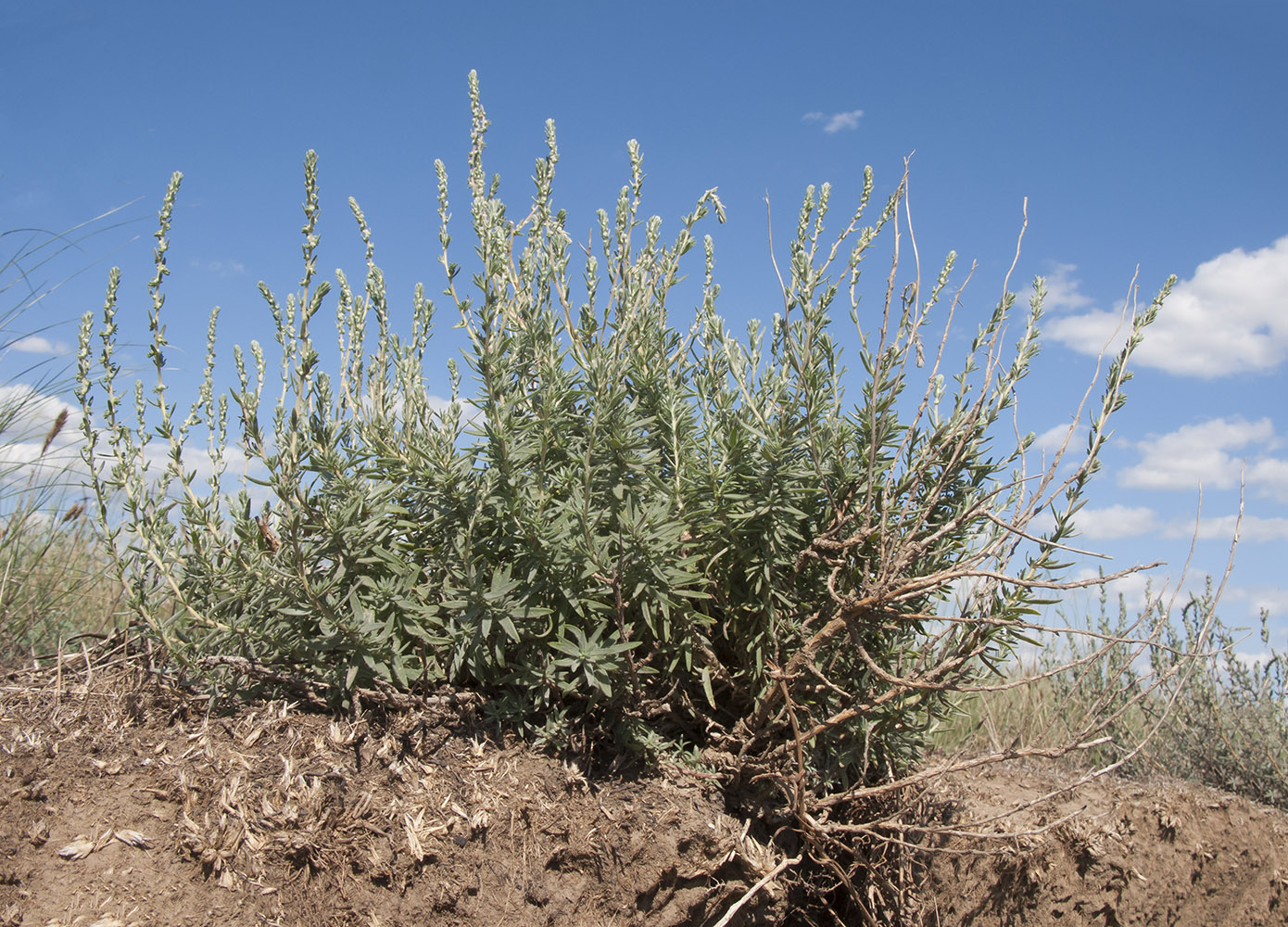 Изображение особи Bassia prostrata.