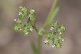 Valerianella dentata