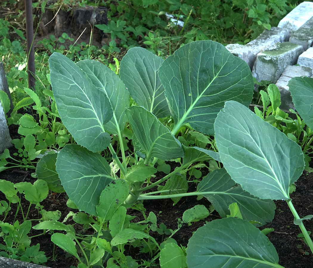 Изображение особи Brassica oleracea var. capitata.