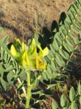 Astragalus vulpinus