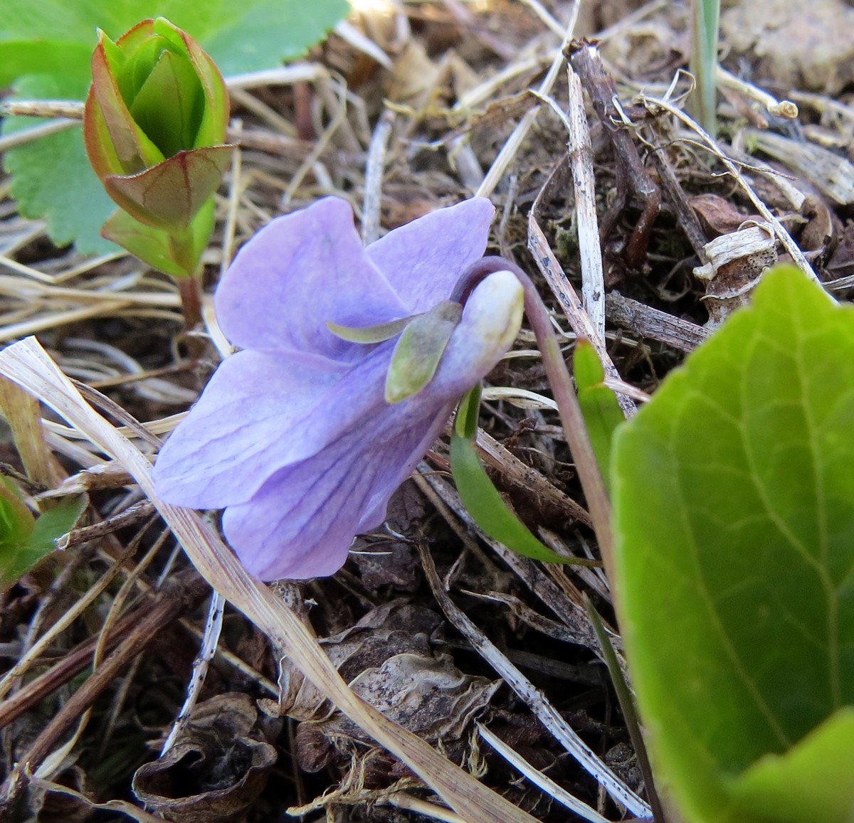 Изображение особи Viola epipsiloides.