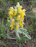 Phlomoides speciosa