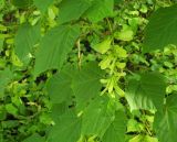 Acer tegmentosum