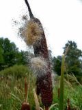 Typha latifolia