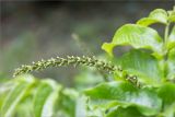 Pterocarya rhoifolia. Женское соцветие. Краснодарский край, г. Сочи, парк \"Дендрарий\", невдалеке от фонтана \"Сказка\", в культуре. 11.05.2021.