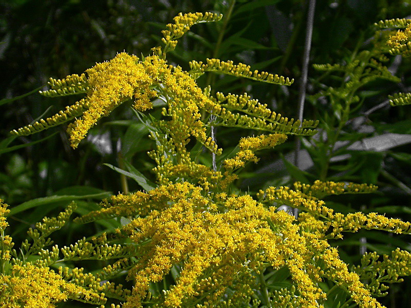 Изображение особи Solidago canadensis.