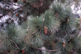 род Pinus