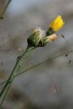 Hieracium cruentiferum. Верхушка побега с созревающими соплодиями. Мурманская обл., Кольский р-н, долина р. Титовка ниже автодороги А138 Мурманск — Печенга, Мельничные водопады, основание скалы у первого сверху водопада. 02.08.2022.