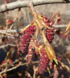 Populus &times; sibirica