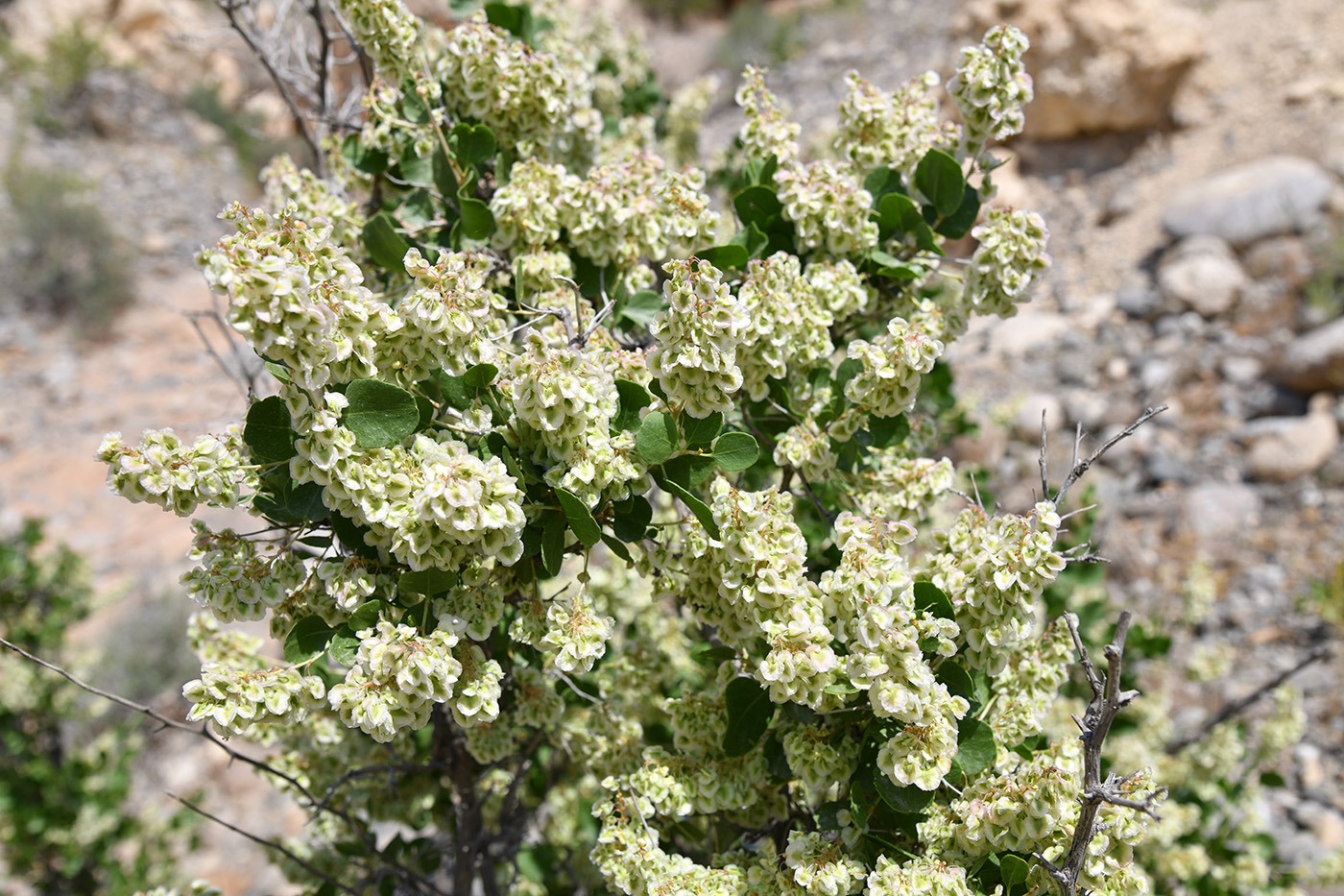 Изображение особи Atraphaxis pyrifolia.