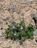 Pulsatilla campanella