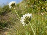 Knautia involucrata. Верхушки побегов с соцветиями. Карачаево-Черкесия, Урупский р-н, хр. Загедан, перевал Загеданских озёр, ≈ 2700 м н.у.м., альпийский луг. 09.08.2023.